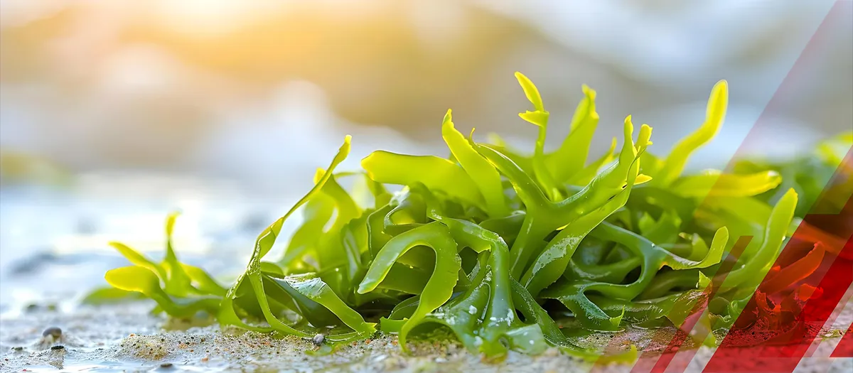 Top 10 Players Influencing the Algae Protein Market in 2025